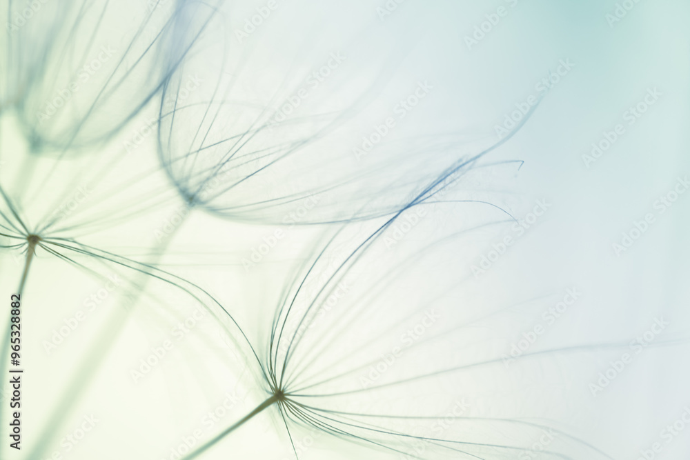 White dandelion in a forest at sunset. Macro image. Abstract summer nature background