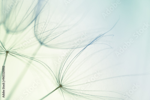 White dandelion in a forest at sunset. Macro image. Abstract summer nature background