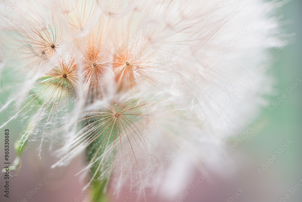 White dandelion in a forest at sunset. Macro image. Abstract summer nature background