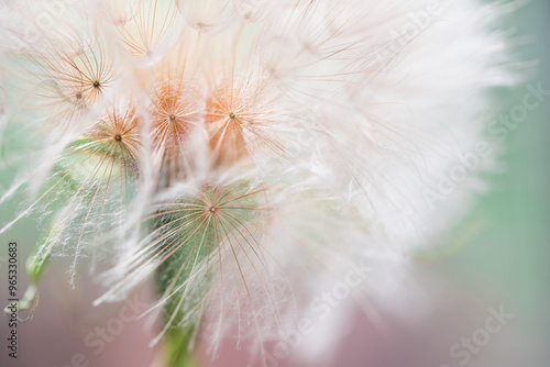 Obraz na płótnie White dandelion in a forest at sunset. Macro image. Abstract summer nature background w salonie