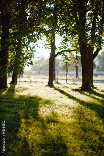 Vertical shot of tall trees and fresh cut grass in local park