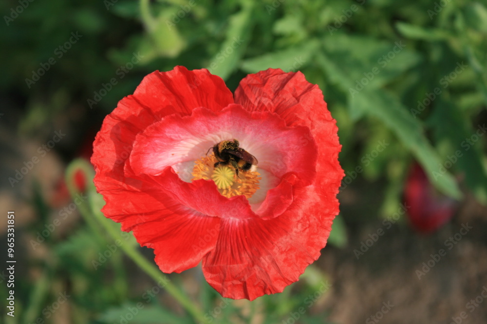 赤いポピーの花粉を探す蜂