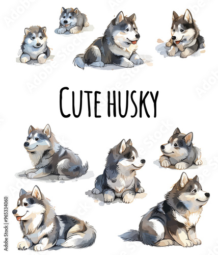 White And Gray Adult Siberian Husky Dog, Pooch Puppy and Thai Kitten are Friends. House pets.