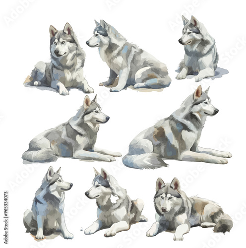 White And Gray Adult Siberian Husky Dog, Pooch Puppy and Thai Kitten are Friends. House pets.