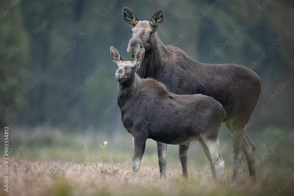 Mammals female Elk Moose ( Alces alces ) with cub North part of Poland, Europe Mammals female Elk Moose ( Alces alces ) with cub North part of Poland, Europe