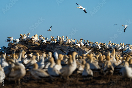 Cape gannet (Morus capensis) colony with adult bird in flight . Bird Island, Lambert's Bay, Western Cape, South Africa. photo