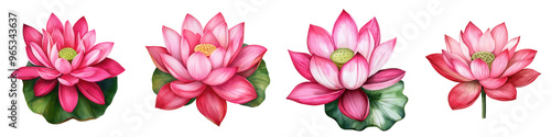 A stunning collection of pink lotus flowers showcasing various stages of bloom, ideal for nature-themed designs and artworks.