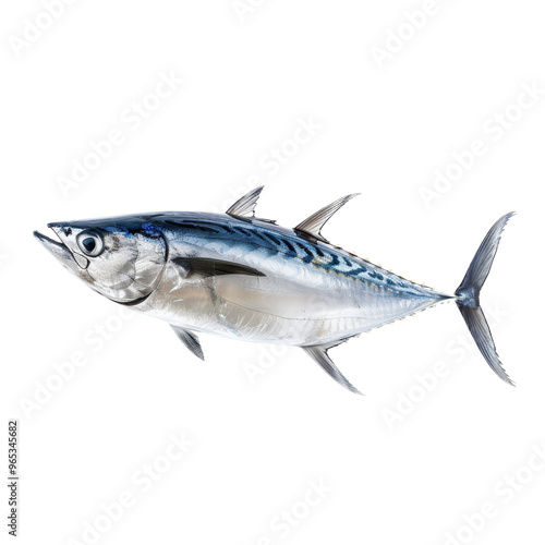 Freshly caught tuna fish showcasing its sleek body and vibrant coloring under natural light against a transparent background