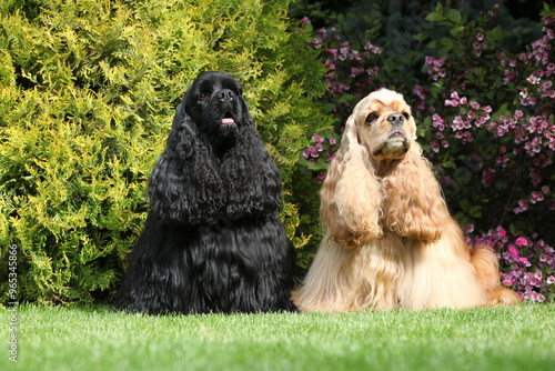 Couple of American cocker spaniel in the garden