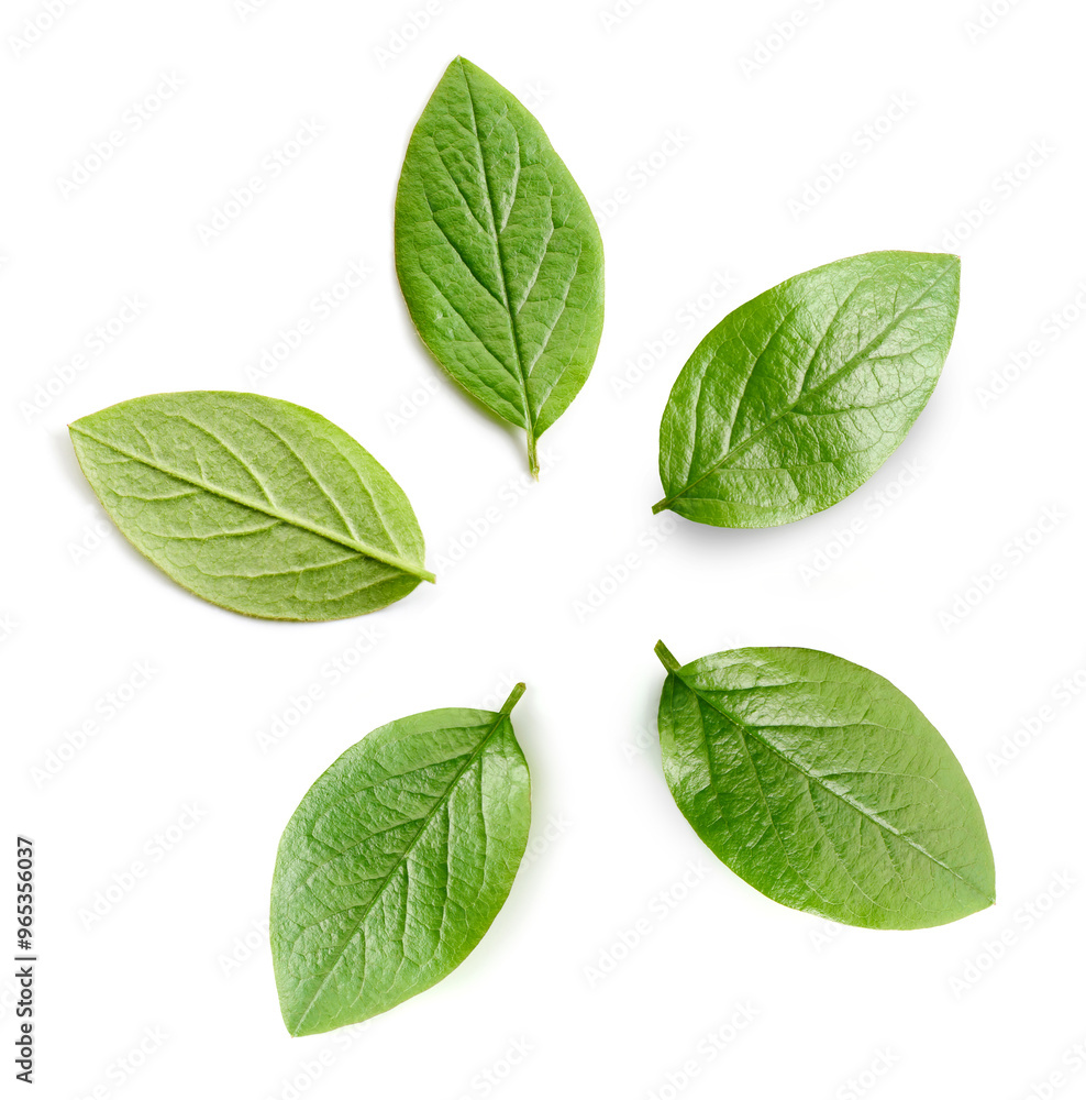 Fototapeta premium fresh green leaves
