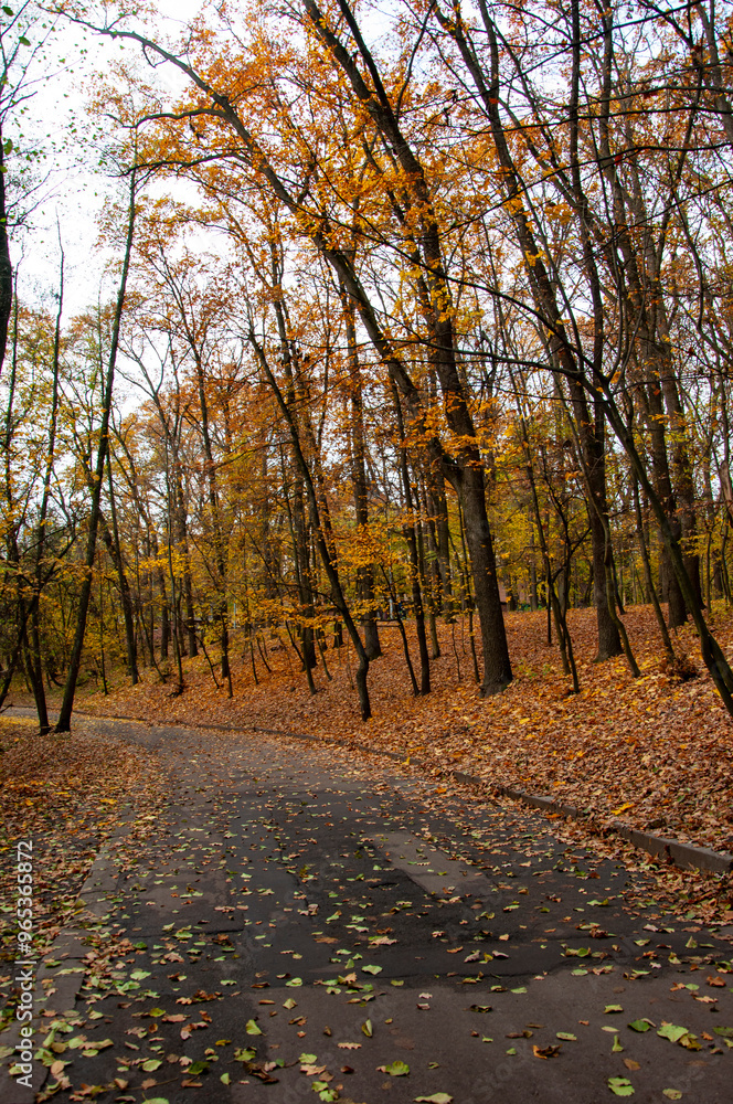 Obraz premium Road path way in autumn park. Central park of New York with pathway