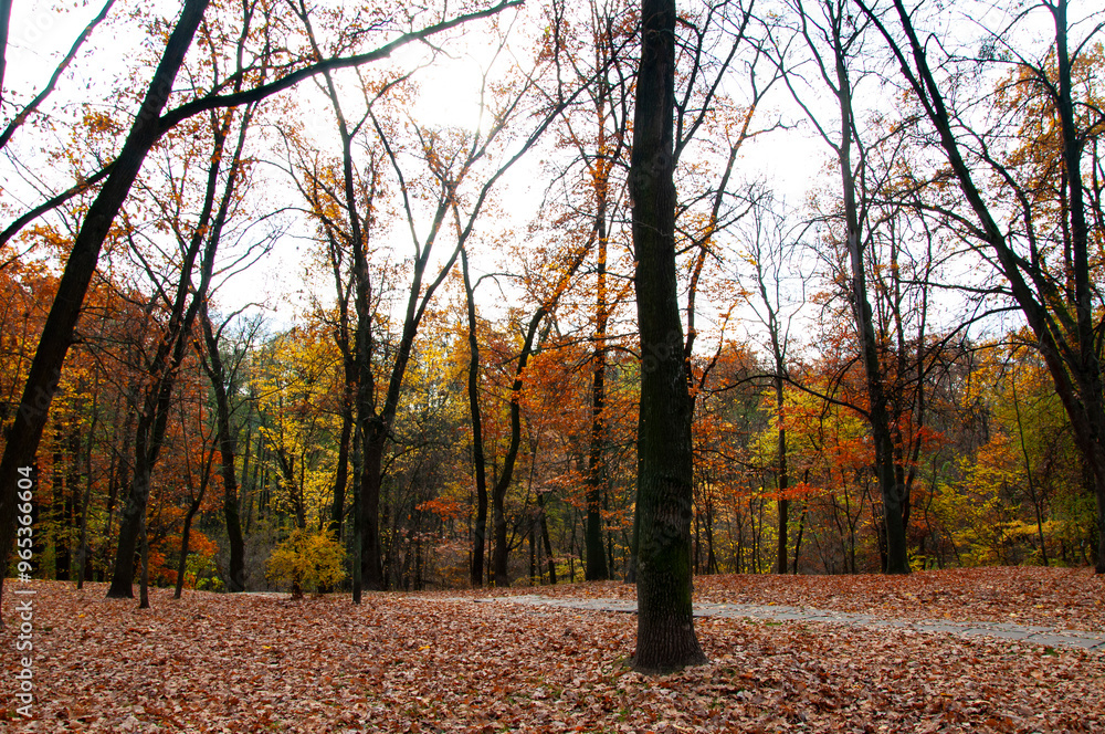 Fototapeta premium Yellow forest wood landscape in autumn. Nature of autumn forest. Landscape of meadow at park. Autumn park nature. Scenic landscape of woodland. Central park. Nature of forest. Path way