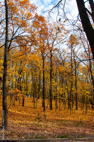 Nature of forest. Yellow forest wood landscape in autumn. Nature of autumn forest. Landscape of meadow at park. Autumn park nature. Scenic landscape of woodland. Central park vegetation