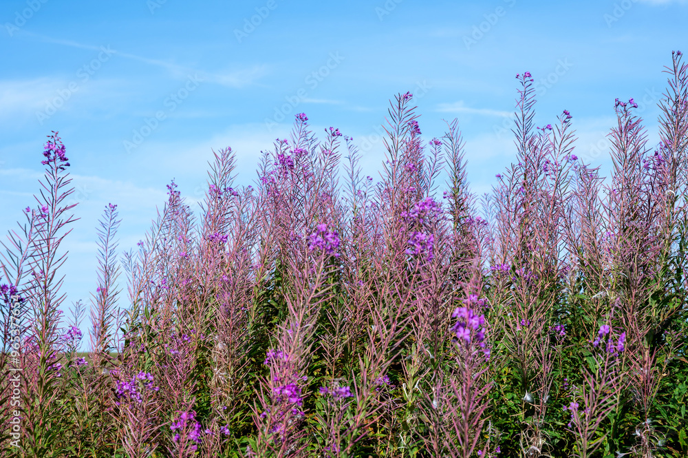 Fototapeta premium Pink flowers with sky