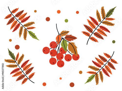 Bunch of red rowan berries with colorful autumn leaves. Vector illustration on white background