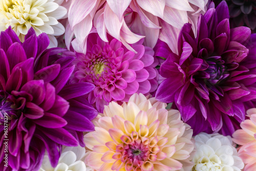 Purple flowers flat lay. Dahlia blooms background. Colorful dahlia flowers close up. Floral flat lay background.