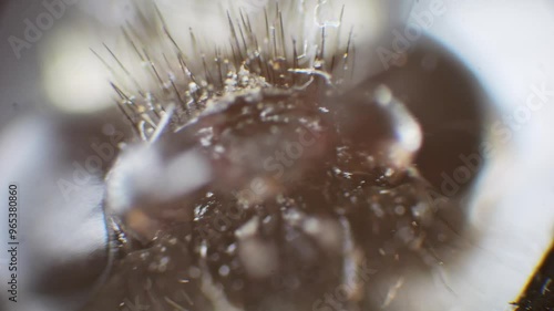 African wasp filmed in extreme macro through a microscope. The insect moves wildly, with shallow depth of field highlighting every detail of its eyes, hairs, and body. photo