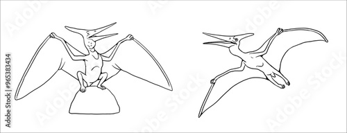 Family of Pterosaurs - Pteranodon. Dinosaur vector drawing to color in.