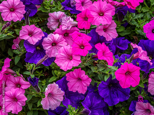 Petunias bloom near Stokkem's Negenoord Kerkeweerd Nature Reserve