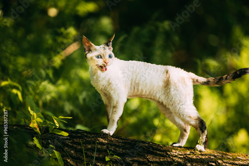 Foto Sweet Devon Rex Cat Funny Curious Young White Devon Rex Meowing on tree trunk In forest