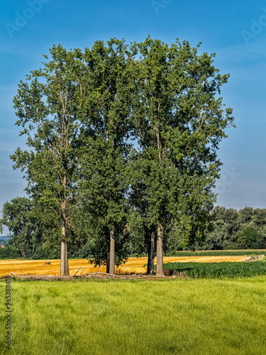 Trees stand tall in a field in Stokkem, Belgium photo