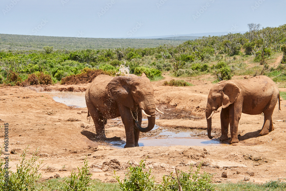 Eine Reise durch Südafrika. Auf Safari durch die afrikanische Savanne. Eine Reise durch Südafrika. Auf Safari durch die afrikanische Savanne.