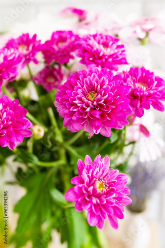 Purple, pink chrysanthemum autumn flowers