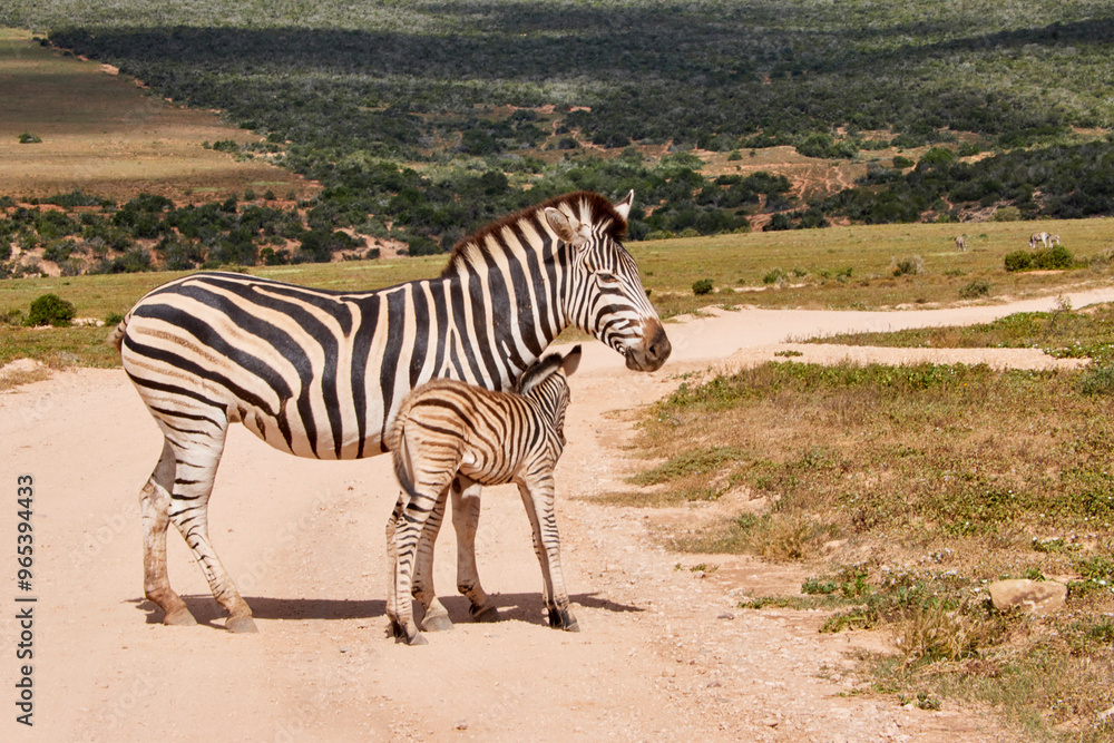 Naklejka premium Eine Reise durch Südafrika. Auf Safari durch die afrikanische Savanne.