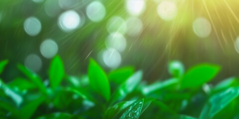 Fotobehang Groen Natural background landscape banner with good copyspace.  © Darren Green
