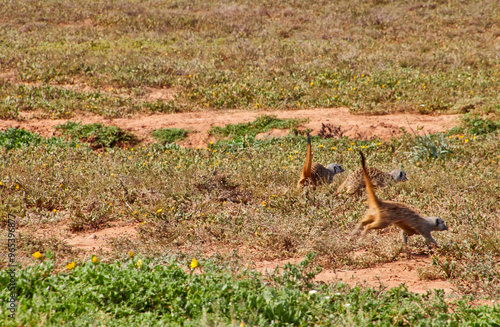 Eine Reise durch Südafrika. Auf Safari durch die afrikanische Savanne. photo