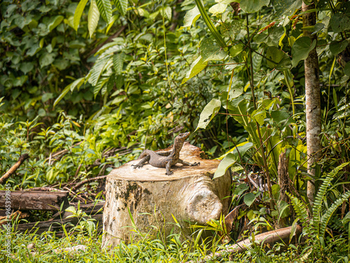 Large Monitor Lizard in Bako National Park, Borneo - Wildlife Photography
 photo