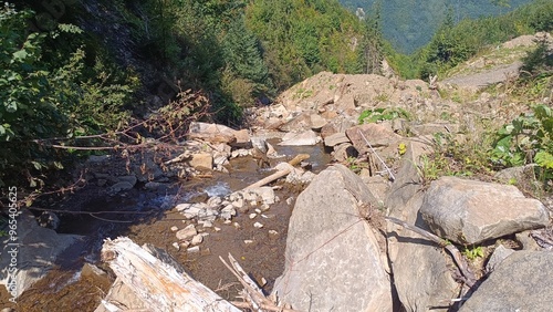forest in the mountains