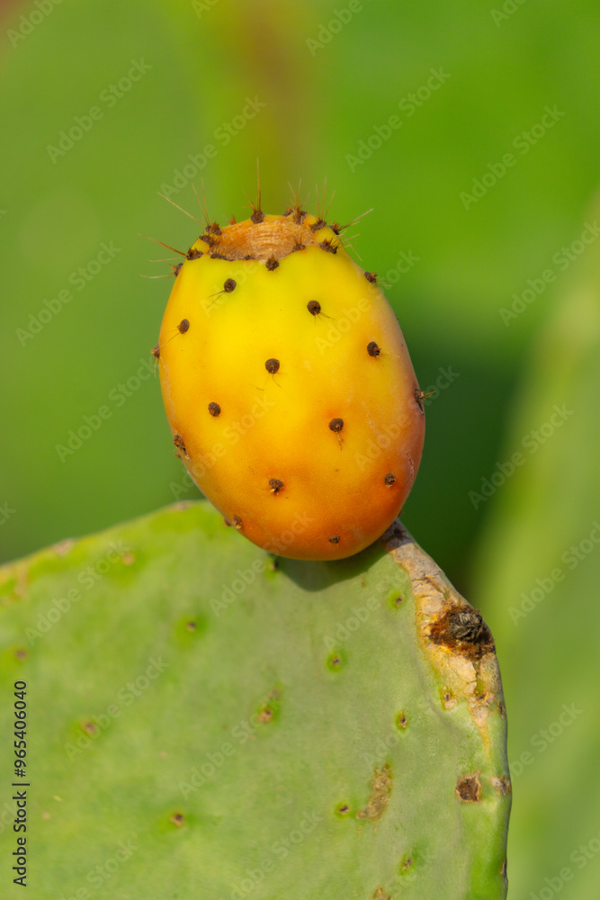 Close-Up of Prickly Pear Cactus with Yellow Fruit Close-Up of Prickly Pear Cactus with Yellow Fruit