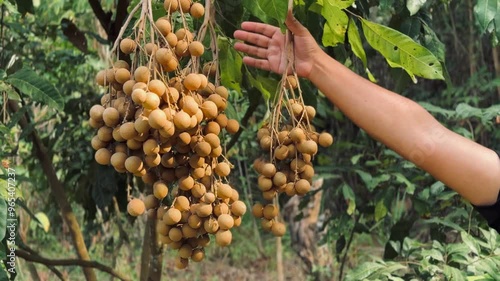 longan fruit close up video