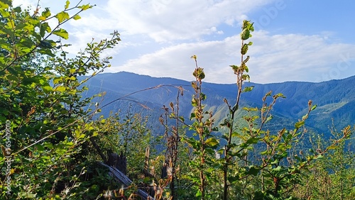 flowers in the field
