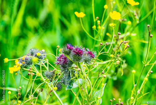 Wild nature in the Sary Chelek area in Rural Kyrgysztan photo