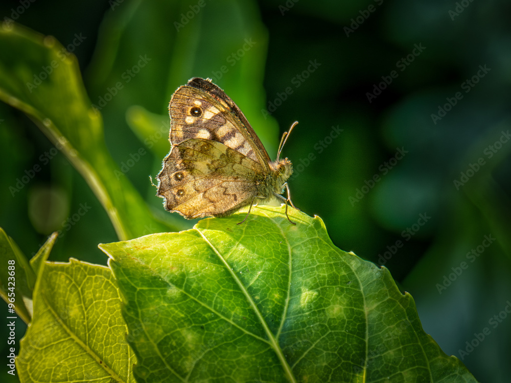 Fototapeta premium Butterfly resting on a green leaf in sunlight