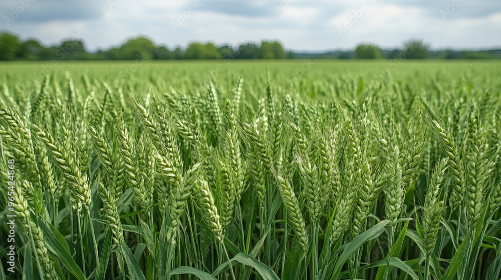 Lush green wheat field under cloudy sky in rural landscape during spring Lush green wheat field under cloudy sky in rural landscape during spring