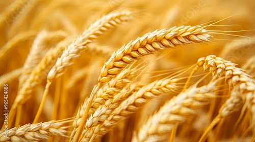 Golden wheat fields swaying gently in the breeze during a sunny afternoon