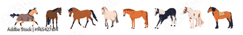 Horses of different breeds set. Thoroughbreds standing, trotting in various poses. Domestic, wild, farm, draft equine animals, steeds, stallions. Flat vector illustration isolated on white background