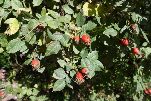 Red ripe rose hips in the leafage in September photo