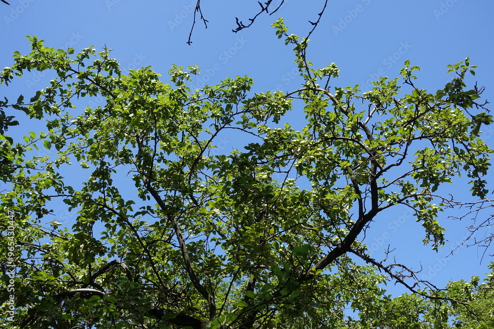 Azure blue sky and branches of apple tree with green fruits in July Azure blue sky and branches of apple tree with green fruits in July