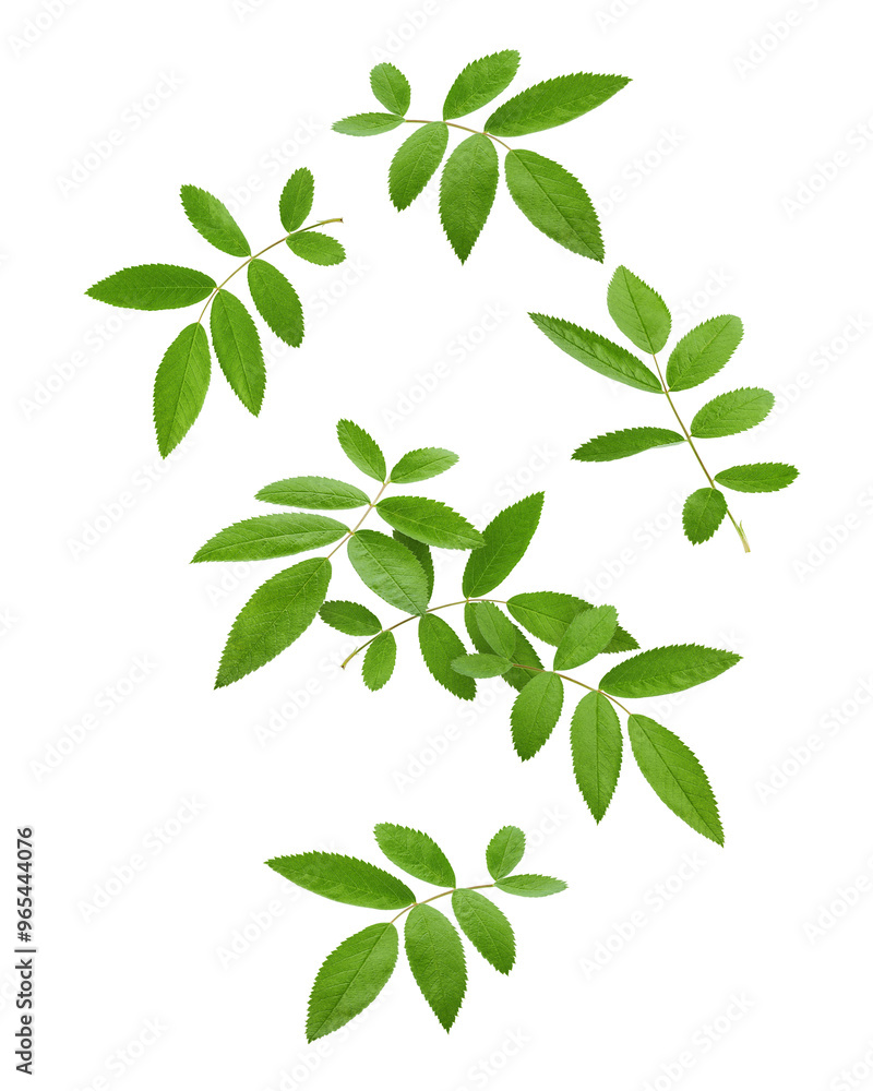 Falling Rose Hip leaves isolated on white background, full depth of field Falling Rose Hip leaves isolated on white background, full depth of field