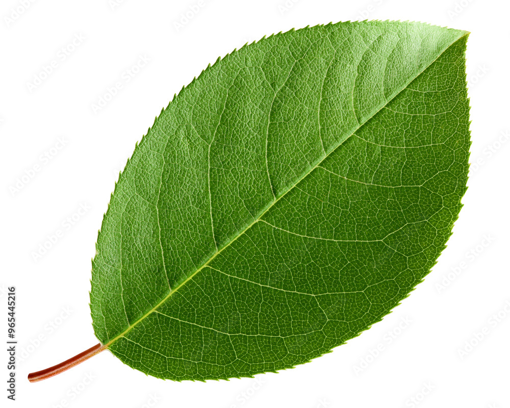 Apple Leaf, isolated on white background, full depth of field Apple Leaf, isolated on white background, full depth of field