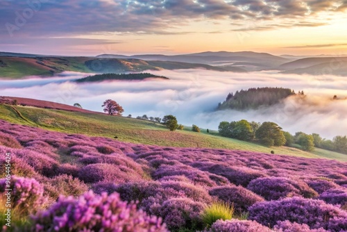 Rolling hills covered in purple heather with fog slowly rolling in during dawn.