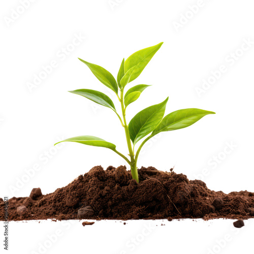 young plant small tree growth isolated on transparent background