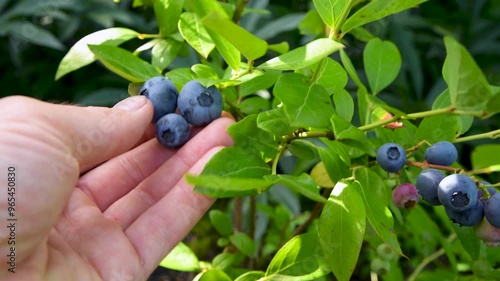 Tall blueberries on a bush. From the Latin word - Vaccinium uliginosum. The farmer shows a berry in his palm. Growing berries in the garden.