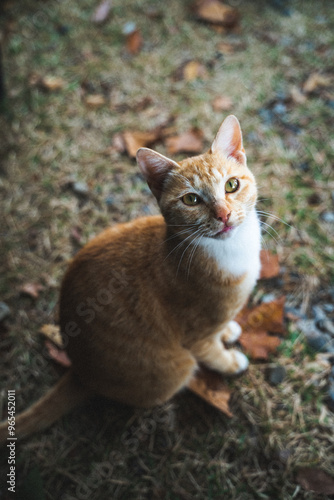 고양이