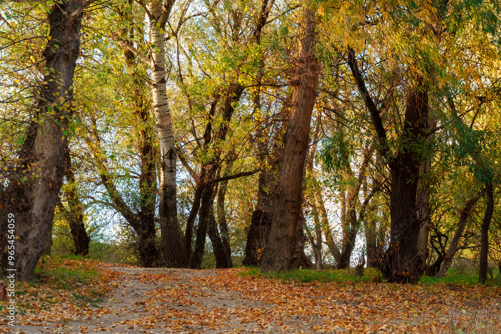 a beautiful autumn landscape, a path in the forest, trees with yellow leaves and sunlight a beautiful autumn landscape, a path in the forest, trees with yellow leaves and sunlight