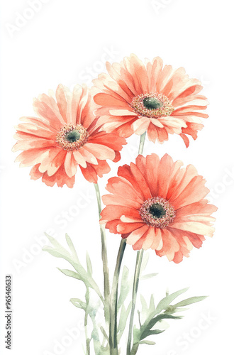 Simple watercolor soft coral gerbera daisies on a white background